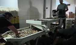 Germencik'te incir üreticileri isyan etti: Geçen sene 200 liradan sattıklarımız 100 lira lira oldu