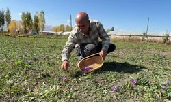 Hakkari'de 3 yıl önce çiftçiliğe başlayan Erişmiş, kilosu 900 bin liraya ulaşan safran yetiştiriyor