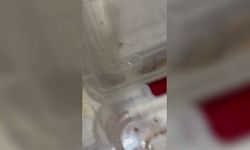 İstanbul Kartal'da yasa dışı hayvan ticareti yapan kişinin ikametinde bulunan 134 canlı koruma altına alındı