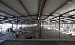 Karabağlar 'da can dostlara daha güçlü sağlık hizmeti