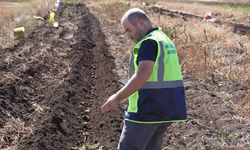 Korkuteli'nde biyolojik mücadele için yetiştirilen patatesler hasat edildi