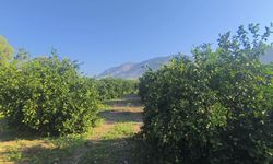 Kozanlı limon üreticisi: 'Aldığım ilacın parasını, sattığım limondan karşılayamıyorum'