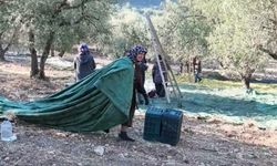 Soma'da zeytin hasadında geçim mücadelesi: 'Cebimde bin lira yok, geceleri teneke topluyorum'