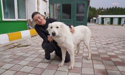 Tepebaşı'nda '12 can dost' daha sıcak yuvaya kavuştu
