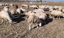 Yozgat'ta besicilere küçükbaş hayvan desteği