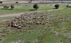 Yozgat'ta sertifikalı Afgan çoban göreve başladı
