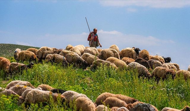 Yerli Çoban Varken İthal Çobana Vize
