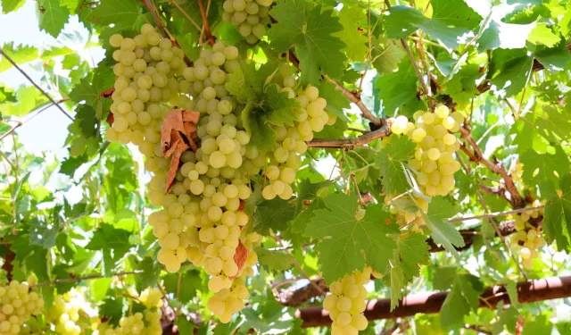 Antalya’da pekmez üretimine teknolojik dokunuş