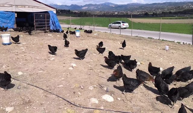 Osmaniyeli besici 'Maliyetlerden dolayı küçükbaş hayvancılığı bıraktık tavukçuluğa başladık bu da olmazsa civcivlere döneceğiz'