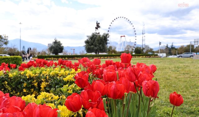 Baharın müjdecisi laleler, Antalya sokaklarını renklendirdi