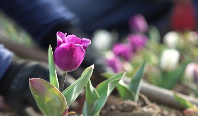 Osmangazi'nin meydan ve parkları mevsimlik çiçeklerle donatılıyor