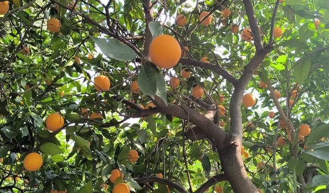 Portakal üreticisi : 'Çalışıyoruz, masraf ediyoruz, malı yetiştiriyoruz piyasası yok, satışı yok'