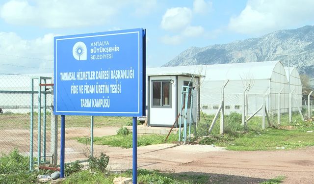 Antalya Büyükşehir Belediyesi'nden Alanya'nın coğrafi işaretli keçiboynuzuna destek