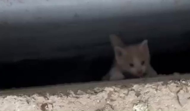 Adıyaman İtfaiyesi'nden minik canlara yardım eli... Beş yavru kedi kurtarıldı