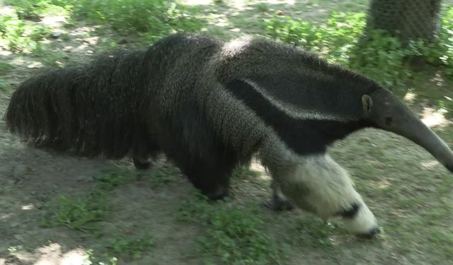 Bursa Hayvanat Bahçesi'nde karıncayiyen ve panda yavruları için özel koruma