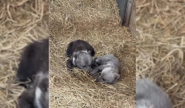 İzmir Doğal Yaşam Parkı'nda öksüz zebra yavrusuna zürafa desteği