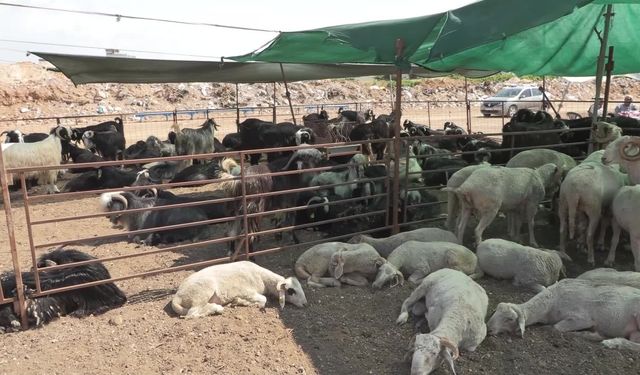 Muratpaşa'da Kurban Bayramı hazırlıkları tamamlandı