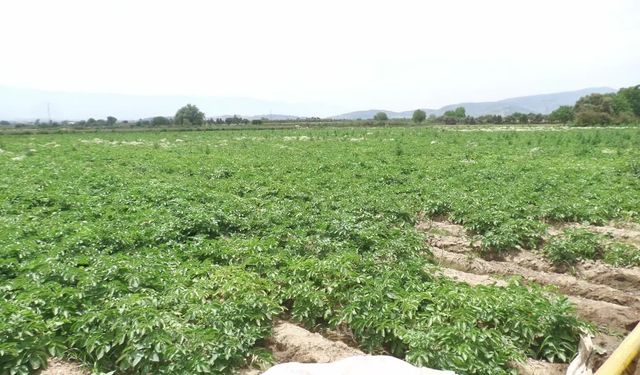 Ödemiş'te patates üreticileri artan maliyetlerden şikayetçi