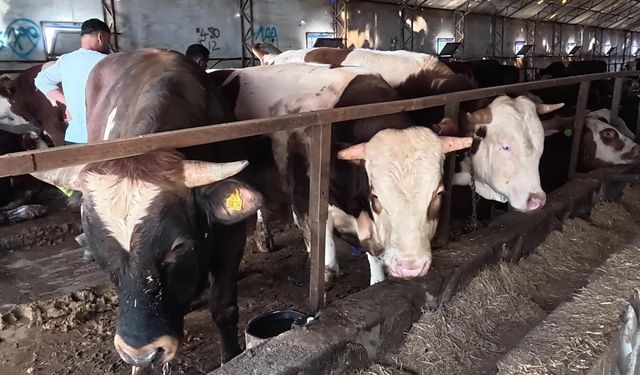 Yozgat Veteriner Odası'ndan kurbanlık uyarısı: 'Hayvan veteriner hekim kontrolünde kesilmezse sağlıklı olması şüphelidir'