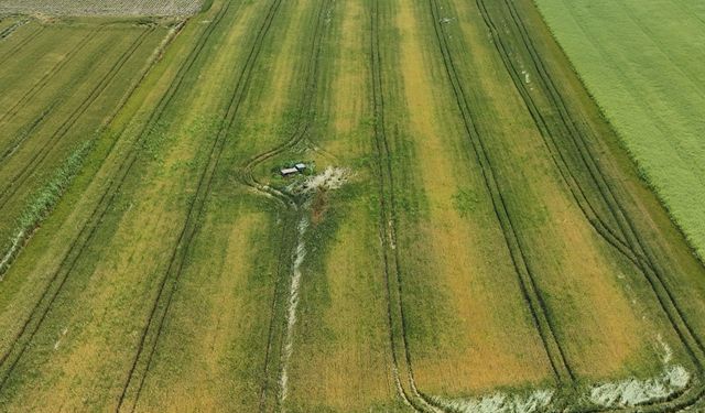 Edirne'de buğdayda hastalık riski... Ziraat Odası Başkanı: 'Boş başaklar, verim kaybına sebep olacaktır'