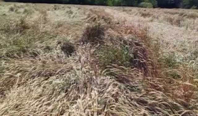 Edirneli buğday üreticisinden TMO'ya fiyat tepkisi: 'Çiftçinin ekmeğiyle, alın teriyle oynamayın'