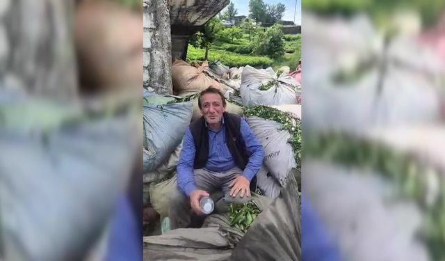 Karadeniz'de çay üreticilerinin tepkisi sürüyor: 'Bu işin suçlusu benim AK Parti'ye oy verdiğim için...'