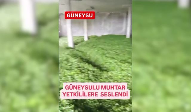 Rize Güneysu'da çay alım merkezleri kilitlendi, üretici tepkili