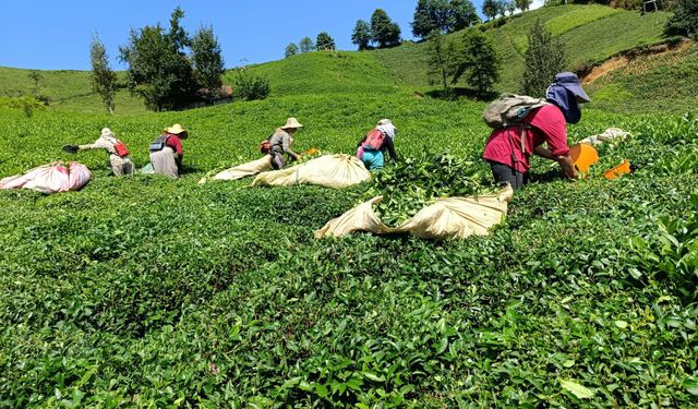 Rize Ziraat Odası Başkanı Arslan'dan üreticilere çağrı: Çay toplamaya ara verelim