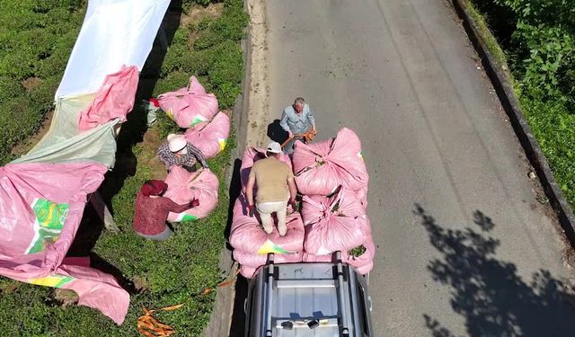 Rize'de çay üreticilerin isyanı: '1 kilo çayla 2 ekmek bile alamıyoruz, çayı dereye dökeceğiz'