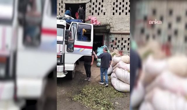 Rize'de çay üreticilerinden ÇAYKUR'a kota tepkisi: Yeter artık bu işe son verin