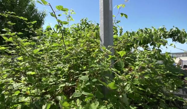 Rize'nin Pazar ilçesinde balıkçılar kafes balıkçılığı projesine karşı nöbet eylemi başlattı