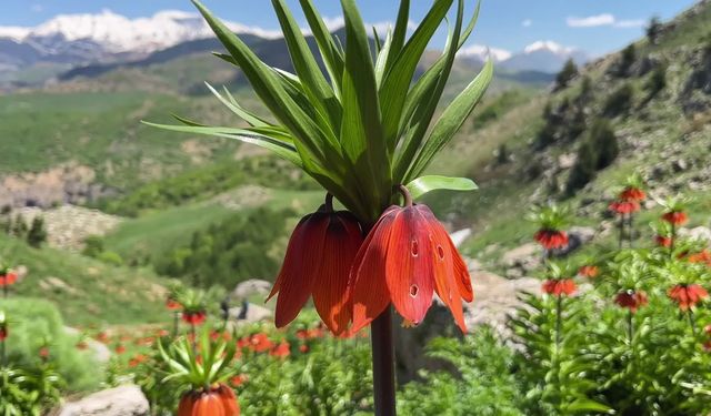 Tunceli'de koruma altındaki endemik bitki türü ters laleler bilinçsiz ziyaretçiler nedeniyle tehlikede