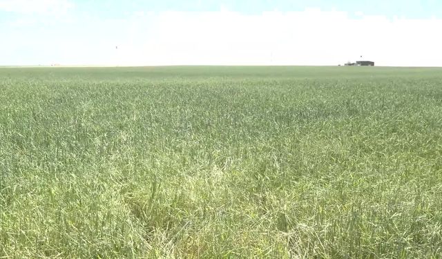 TZOB Başkanı Bayraktar'dan TMO'nun hububat alım fiyata tepti: 'Üreticimiz bu fiyatlardan memnun kalmadı'