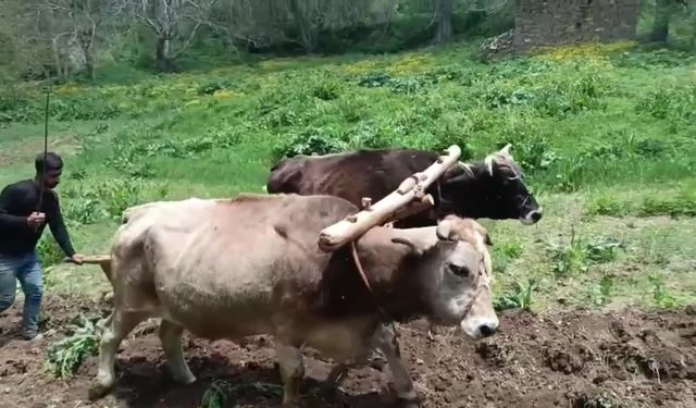 Van Bahçesaray'da çiftçiler, artan akaryakıt fiyatı nedeniyle sabana dönüş yaptı