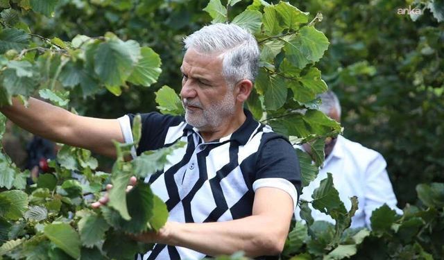 Altınordu Ziraat Odası Başkanı Akça: 'Serbest piyasada fındık üreticisine 160-170 lira fiyat dayatılması kabul edilemez'