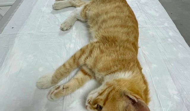 Giresun Belediyesi Hayvan Barınağı can dostlara umut oluyor