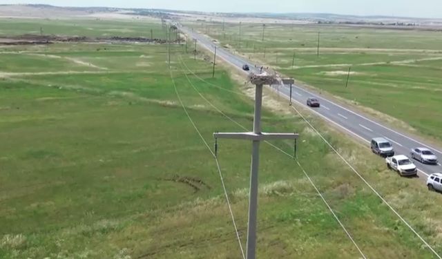 Göçmen kuşlar, Dicle Elektrik ile güvende