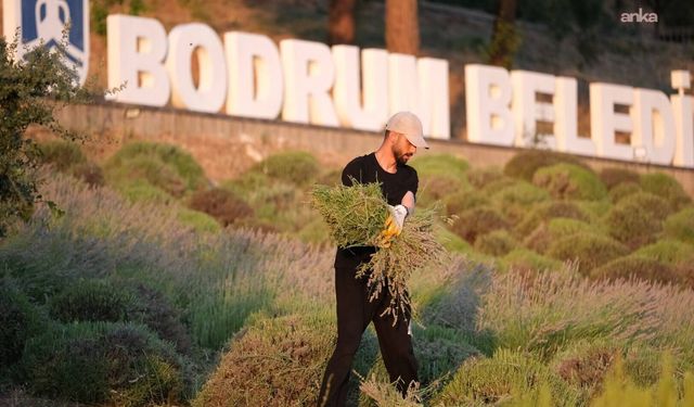 Bodrum Belediyesi Tarım Kampı'nın ikinci dönemi tamamlandı