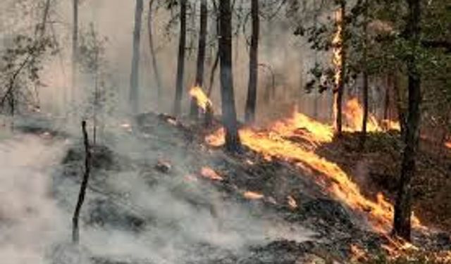 Fransa’da yangın alarmı: 197 bin kişi tahliye edildi