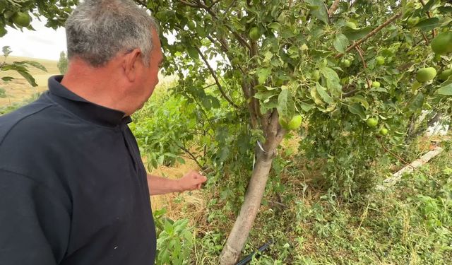 Yozgat'ta etkili olan dolu tarım alanlarına zarar verdi