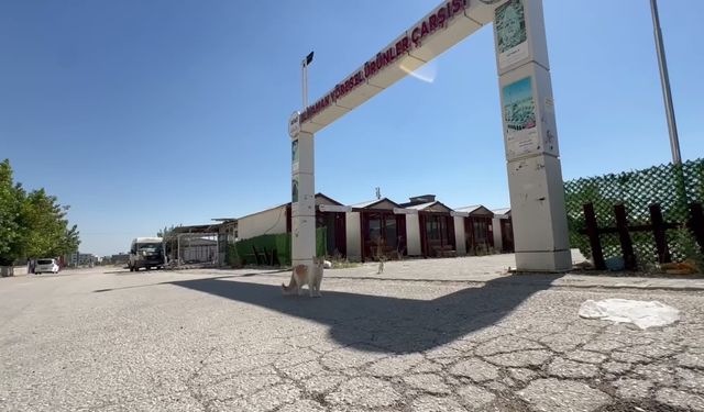 Adıyaman Belediyesi'nden tahliye edilen konteyner kentlerde sokak canlarına mama ve su desteği