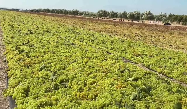 Üretici, kuru üzüm kilogram fiyatının 150 lira olmasını istiyor: 'Bu fiyatlarla üreticinin ayakta kalması mümkün değil'