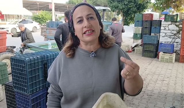 Aydınlı zeytin tüccarından zeytin fiyatlarına tepki: 'Köylü biterse herkes biter'