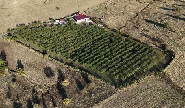 Gurbette kazandığıyla memleketi Yozgat'ı badem ağacıyla yeşertti