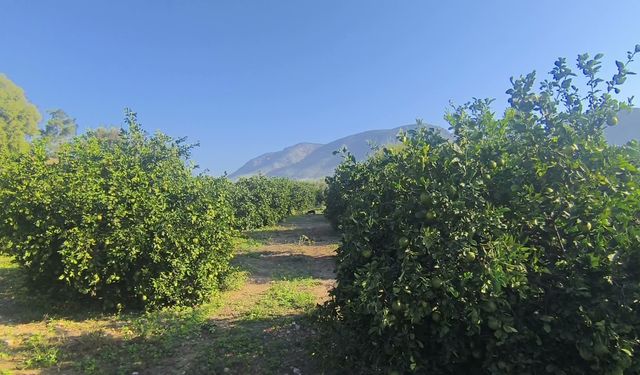 Kozanlı limon üreticisi: 'Aldığım ilacın parasını, sattığım limondan karşılayamıyorum'