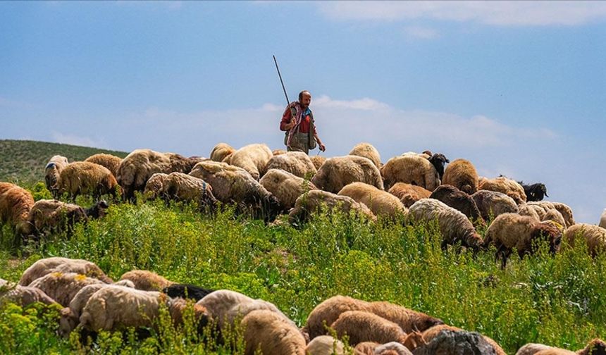 Yerli Çoban Varken İthal Çobana Vize