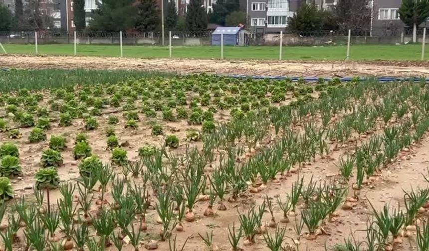 Adıyaman Belediyesi'nde yeni üretilen bahar sebzeleri satışta