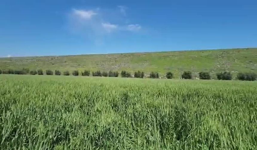 Hatay Kumlu'da baraj sızıntısı alarmı: Tarım arazileri ve evler su altında kalma riskiyle karşı karşıya