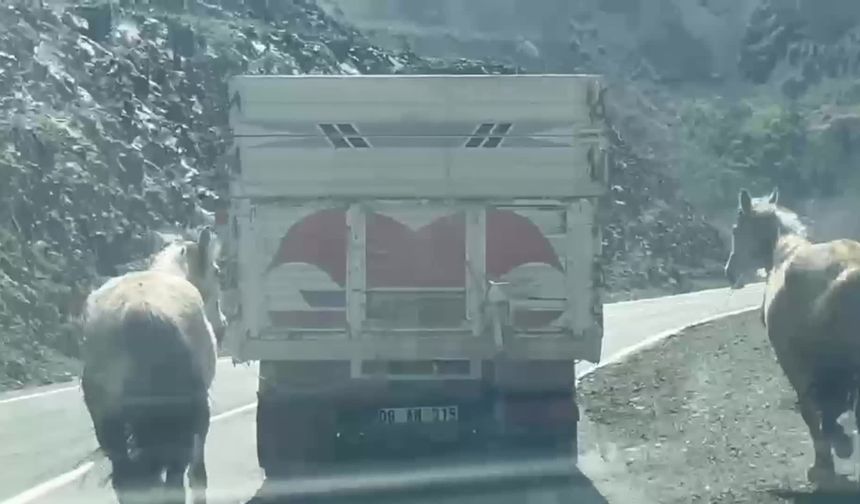 Artvin-Ardahan karayolunda kamyon iki atı arkasına bağlayarak seyretti