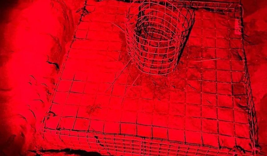 Dalyan'da sezonun ilk caretta caretta yuvası belirlendi